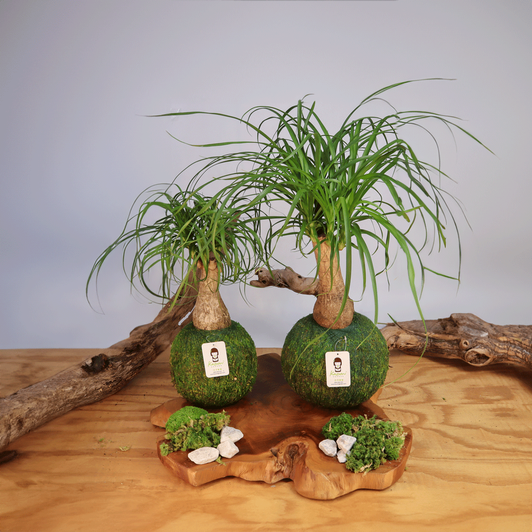 PONYTAIL-PALM-COMPARISON - shoponestop.store