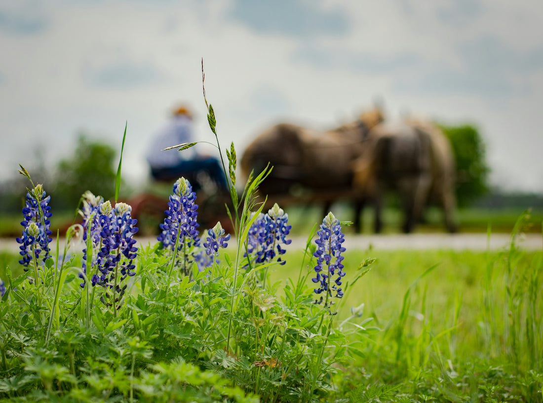 brown horse on green grass field during daytime
