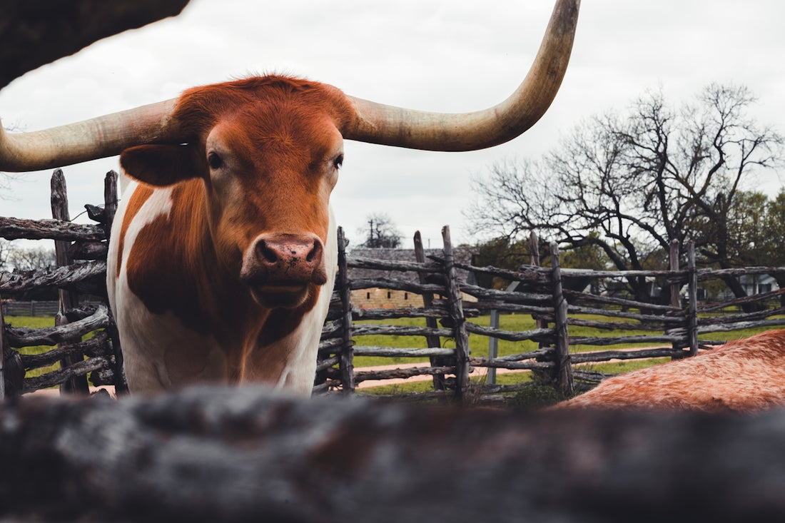 brown cow on green grass field during daytime