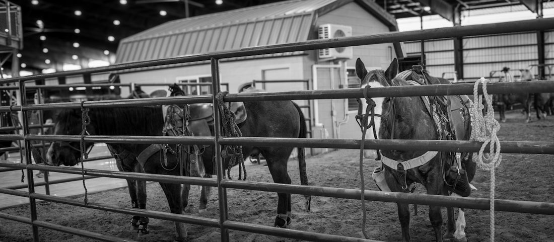 Horses with saddles stand in a pen.