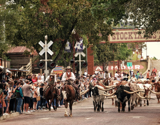Cowboys herd longhorn cattle down a street.