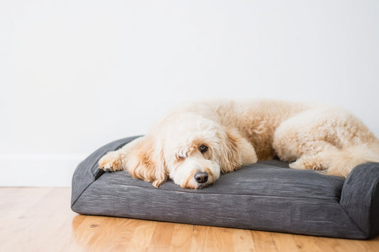 Dog Bed Lounger in gray with a fluffy dog resting comfortably on it, set against a light wall and wooden floor.