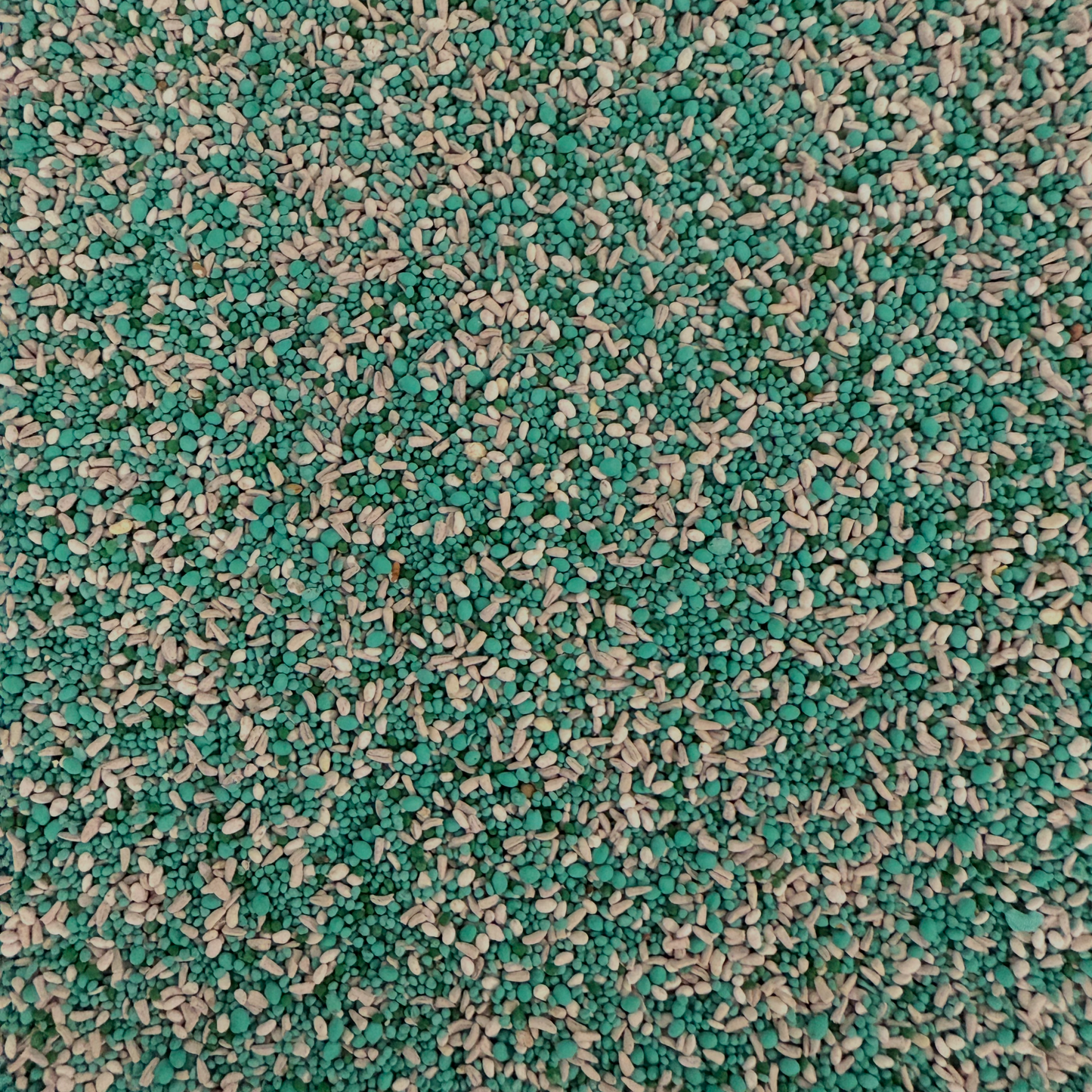 Chicory + Clover with Alfalfa