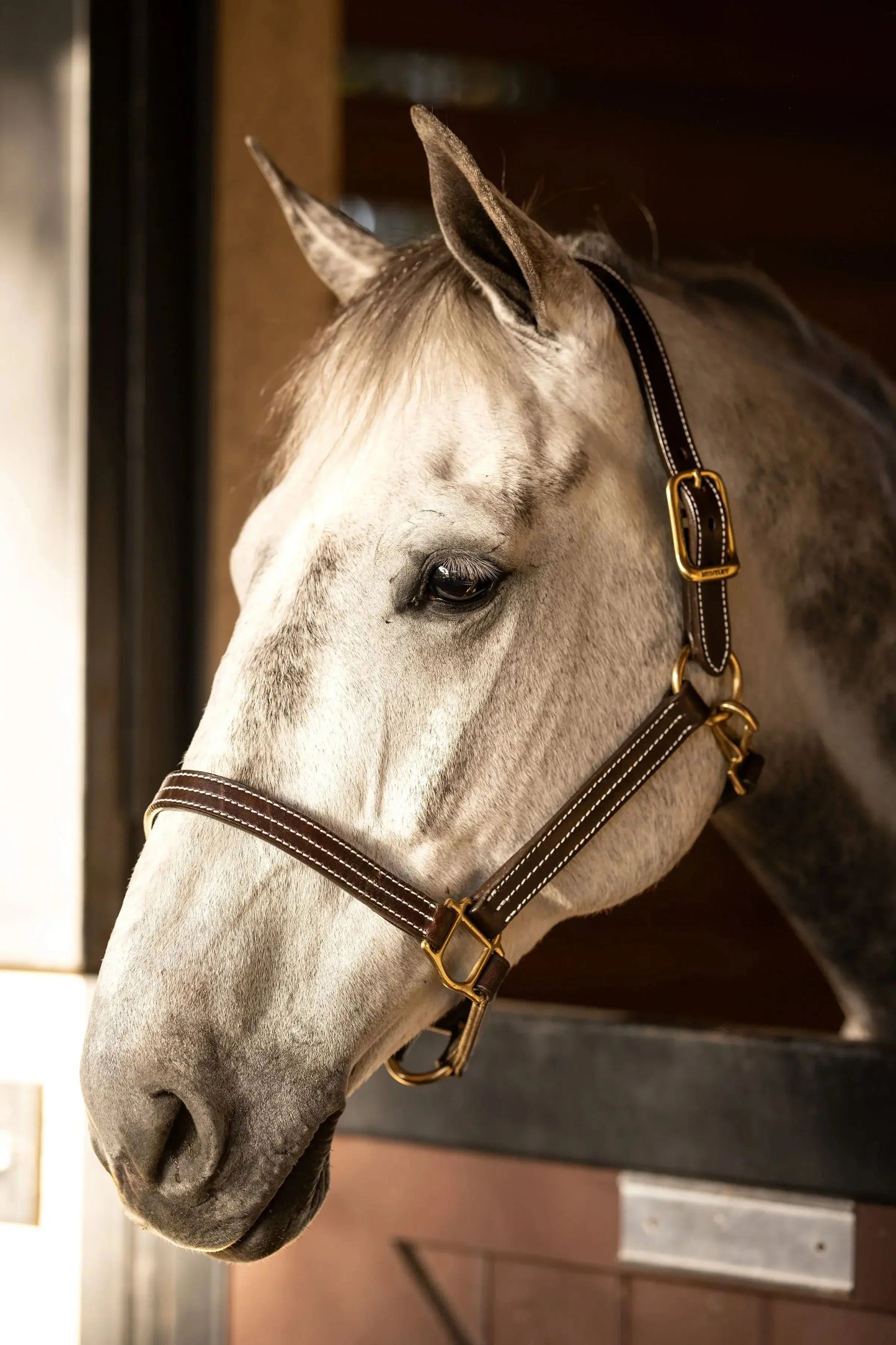 Huntley-Equestrian-Premium-Leather-Triple-Stitched-Halter-with-Snap-Huntley-Equestrian-234728 - shoponestop.store