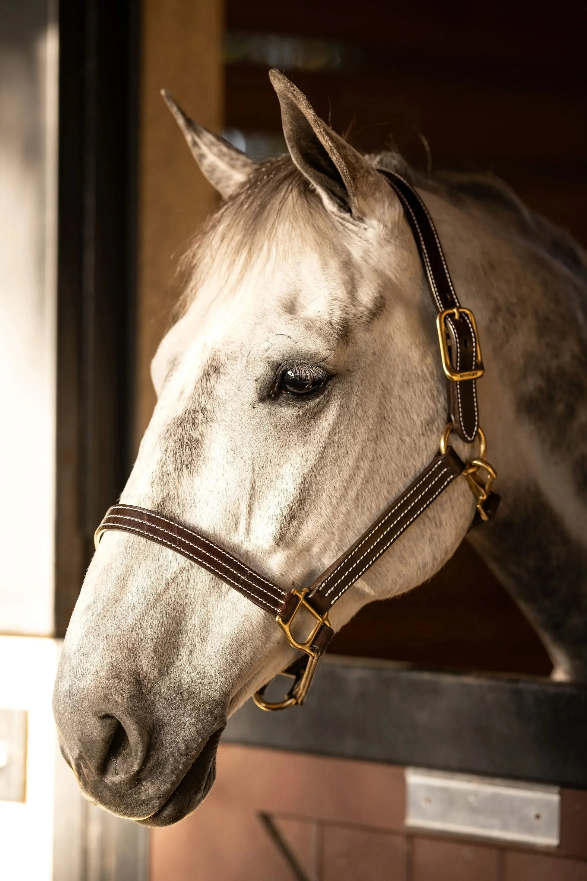Huntley-Equestrian-Premium-Leather-Triple-Stitched-Halter-with-Snap-Huntley-Equestrian-234728 - shoponestop.store