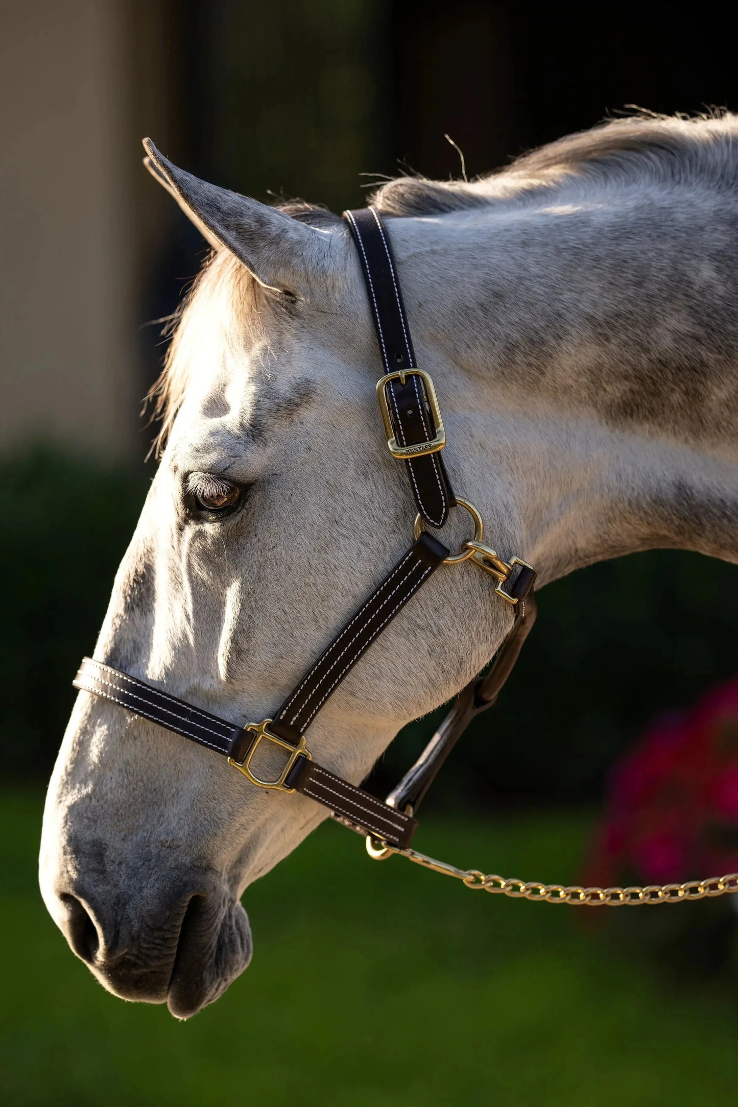 Huntley-Equestrian-Premium-Leather-Triple-Stitched-Halter-with-Snap-Huntley-Equestrian-234977 - shoponestop.store