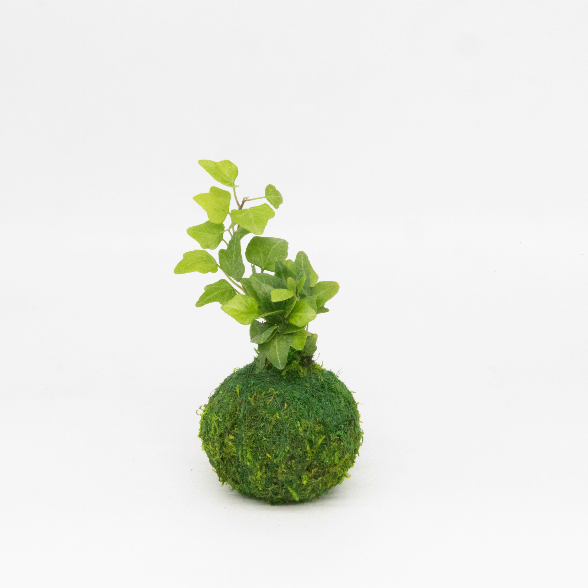 Ivy-XS - shoponestop.store