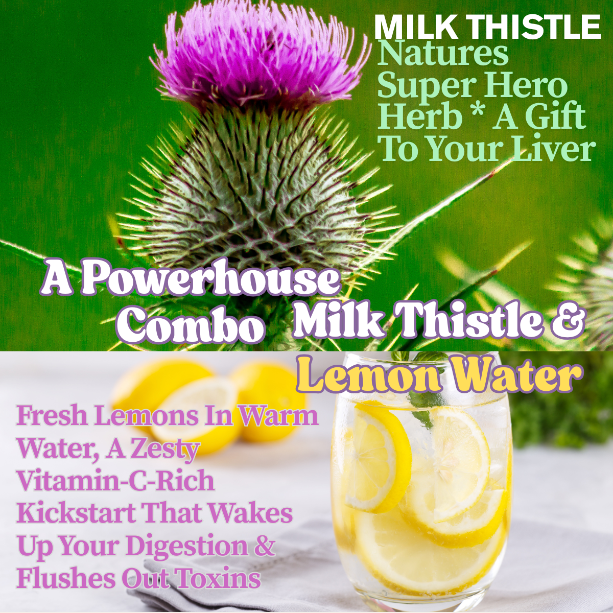 Repair Your Liver Health with Milk Thistle & Fortified Herbs