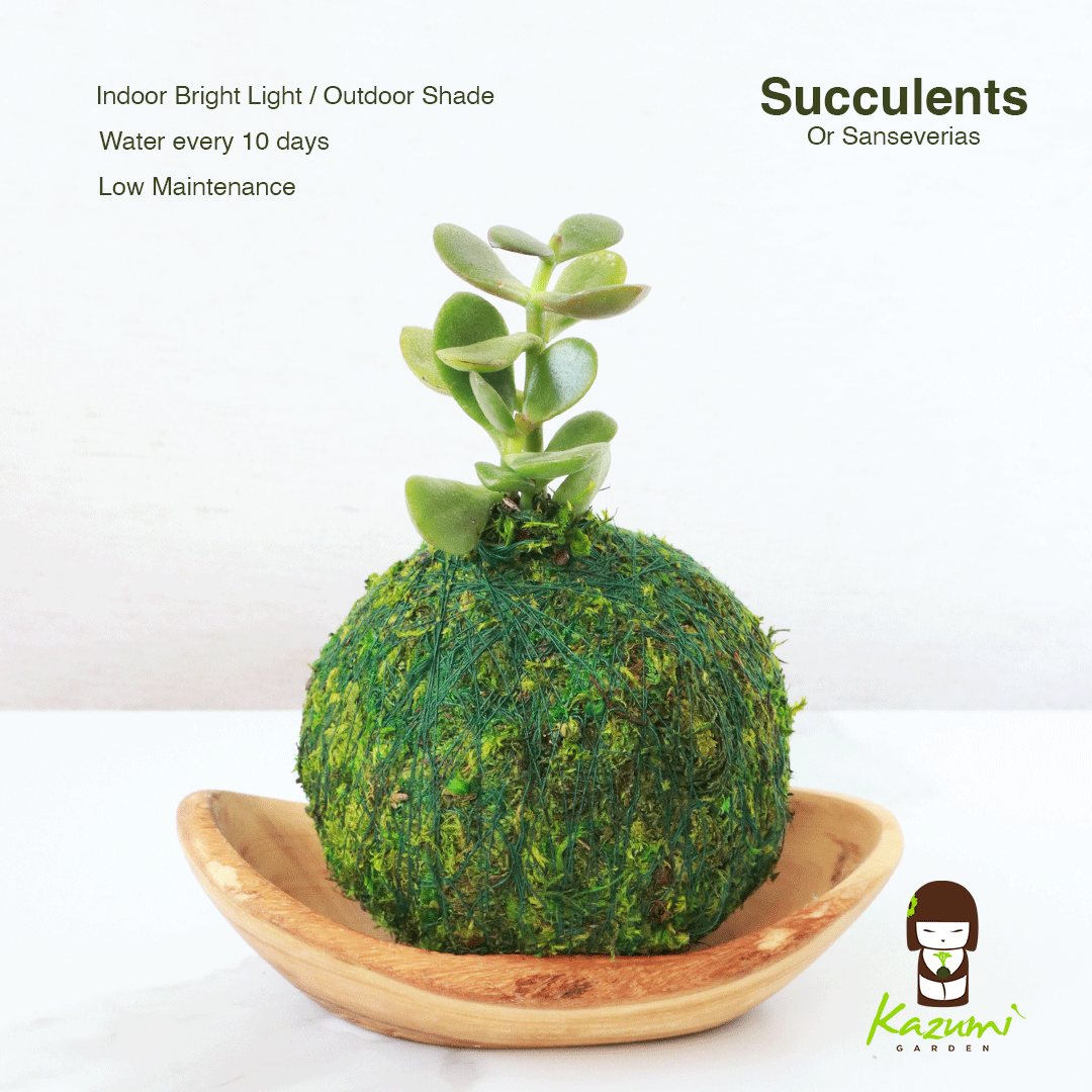 MINI-SUCCULENTS - shoponestop.store