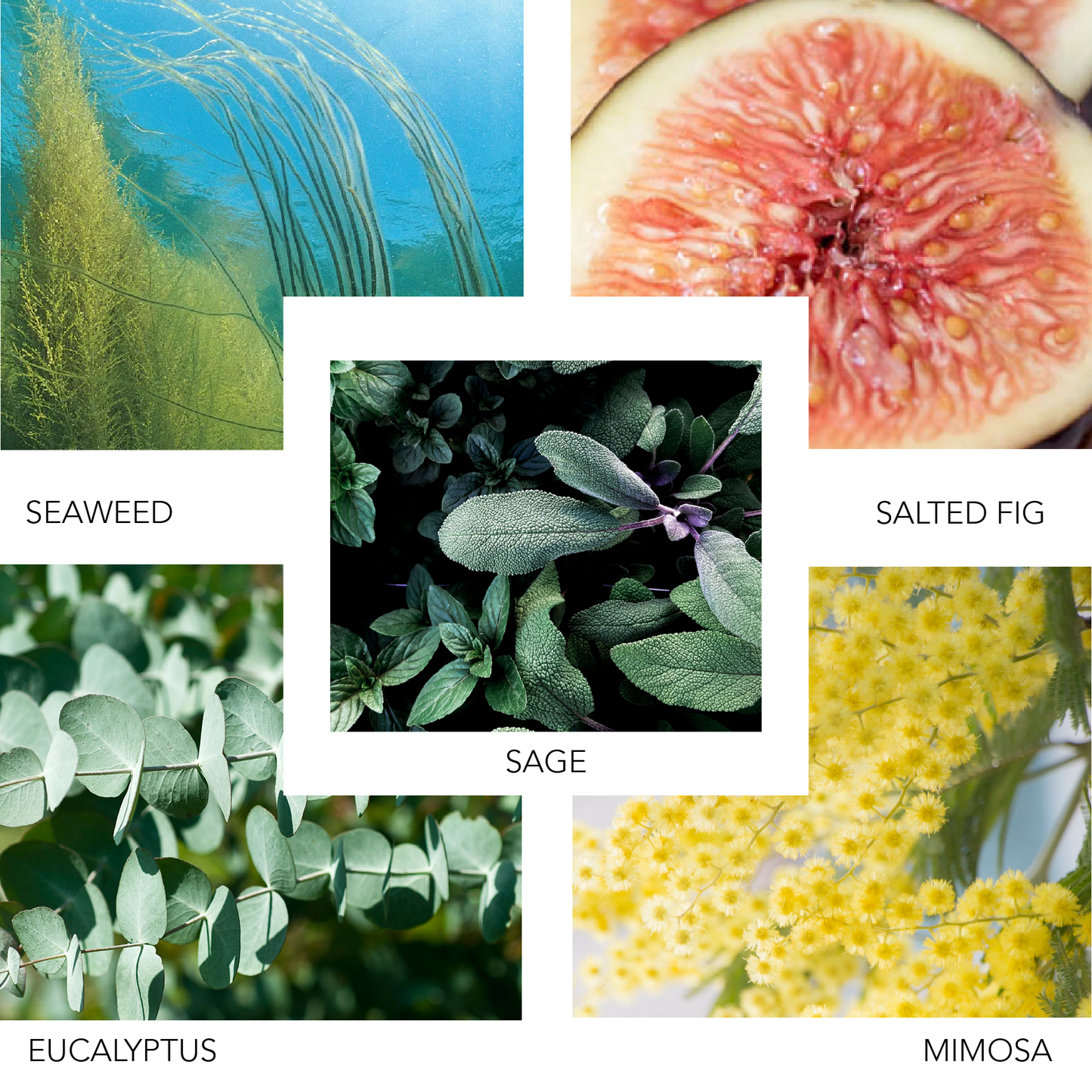 PIER NEW YORK 100 ML