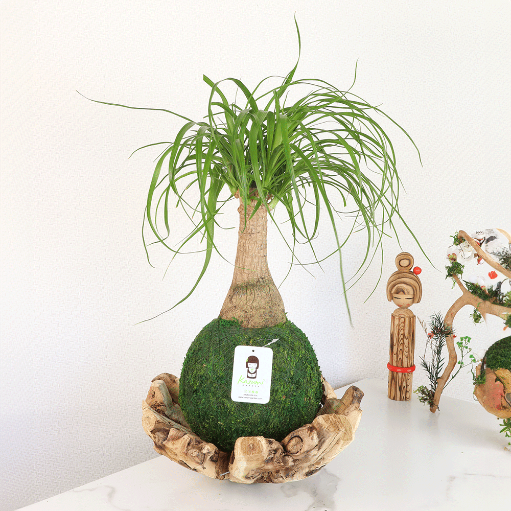 PONYTAIL-PALM-L - shoponestop.store