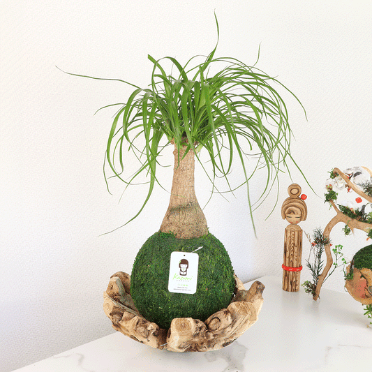 PONYTAIL-PALM-L - shoponestop.store