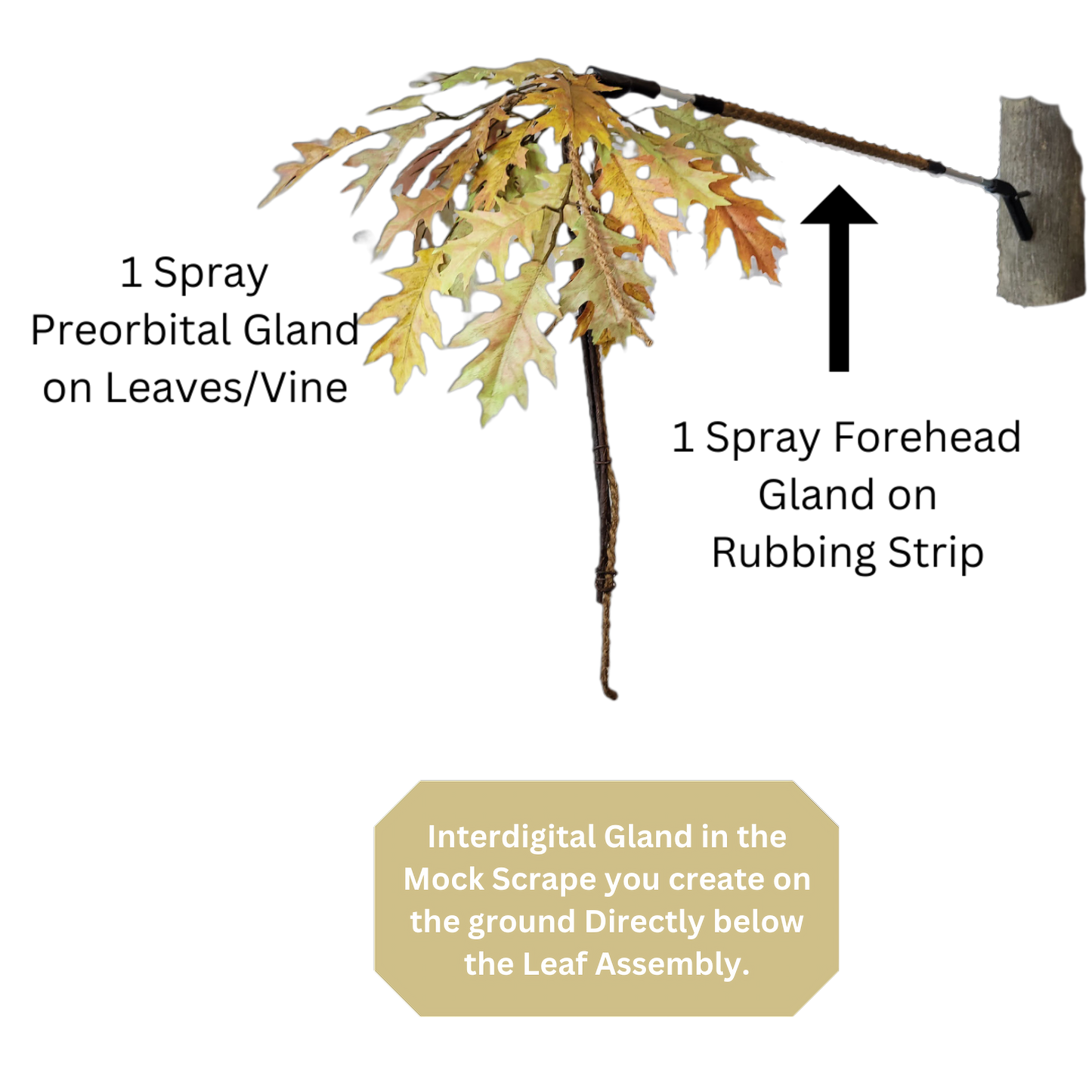 BuckBranch w/ 3 pack of Glands