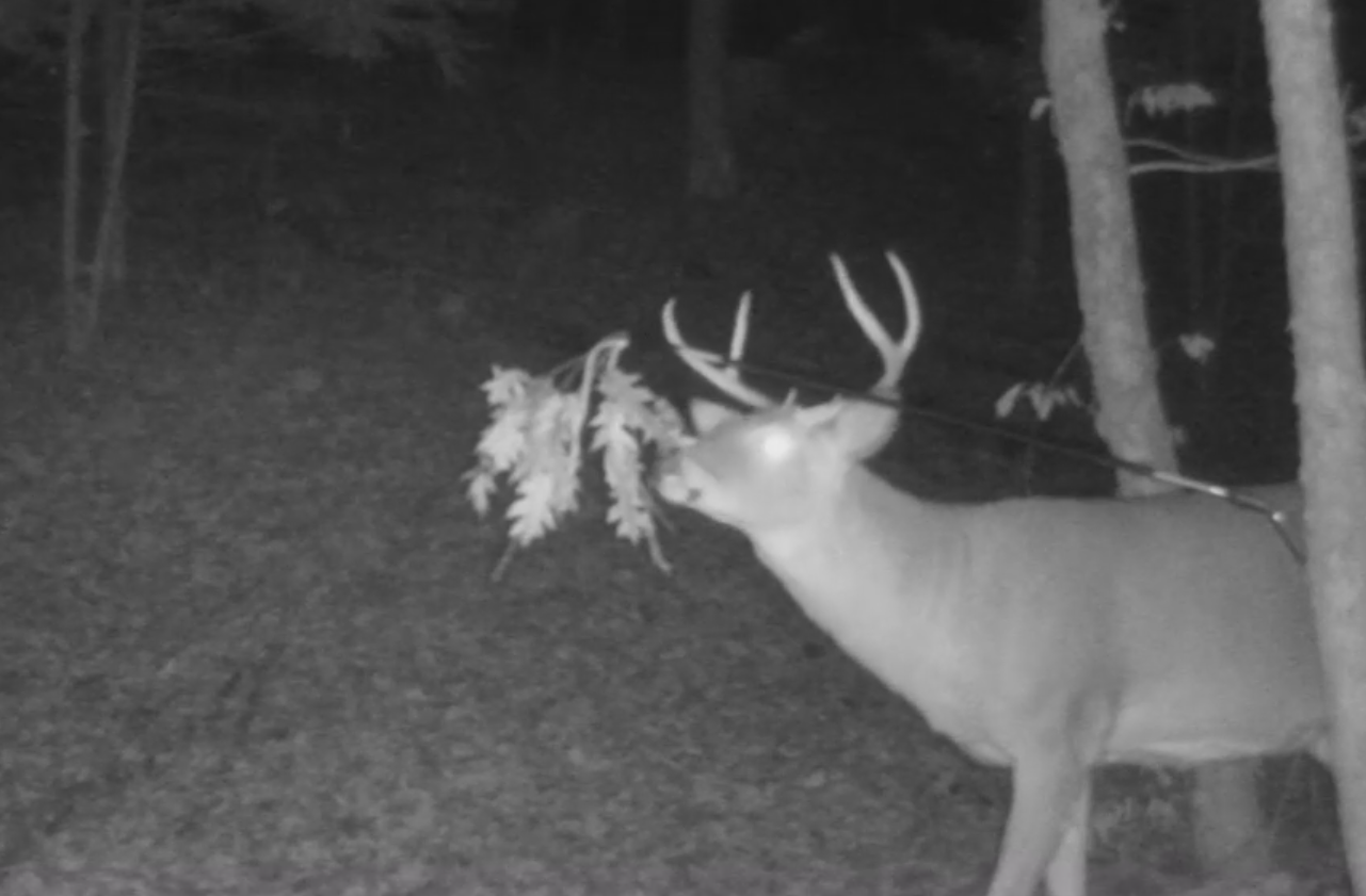 BuckBranch w/ 3 pack of Glands