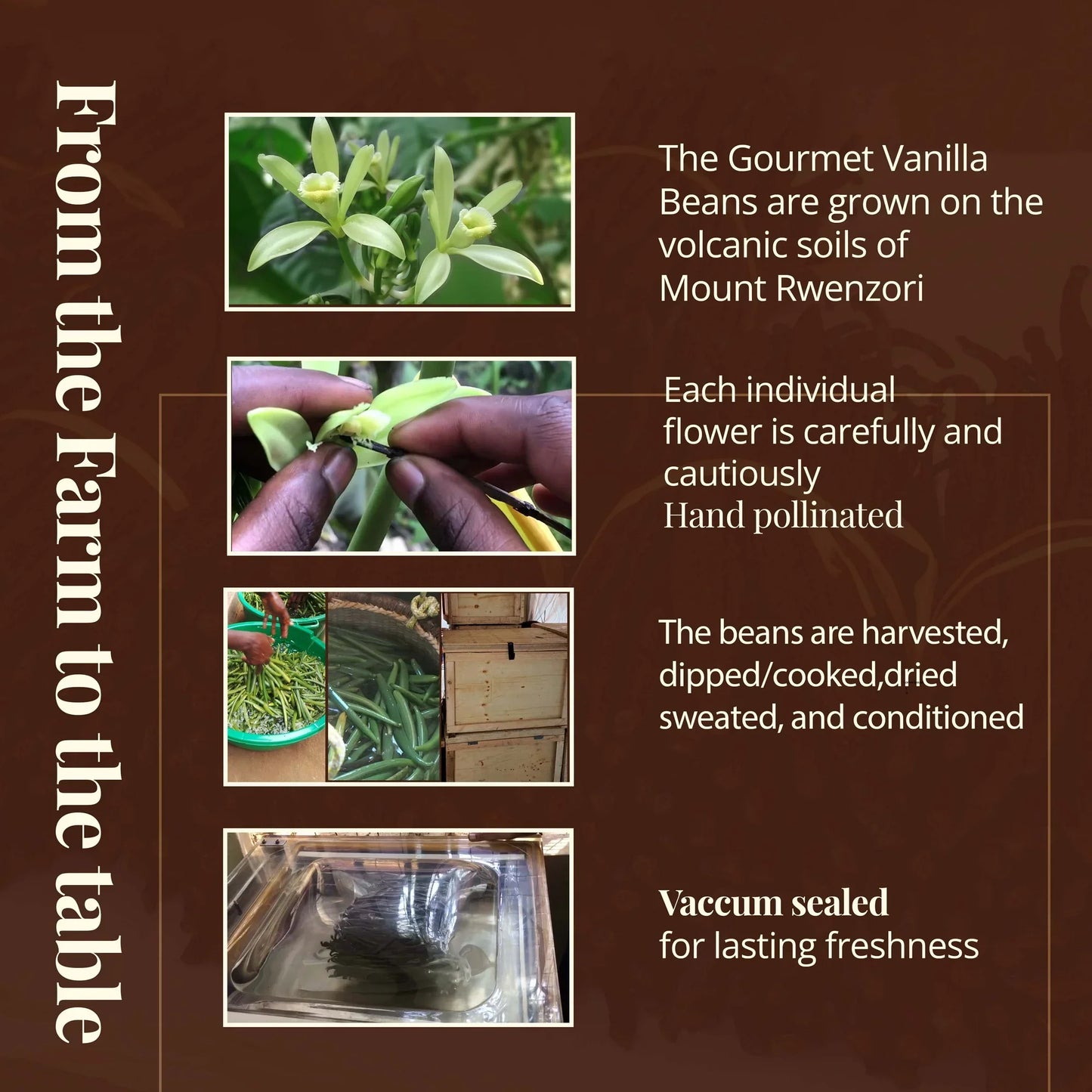 Buy Bulk Vanilla Beans for Baking, Extracts & More – Grade A (1 lb Pack)