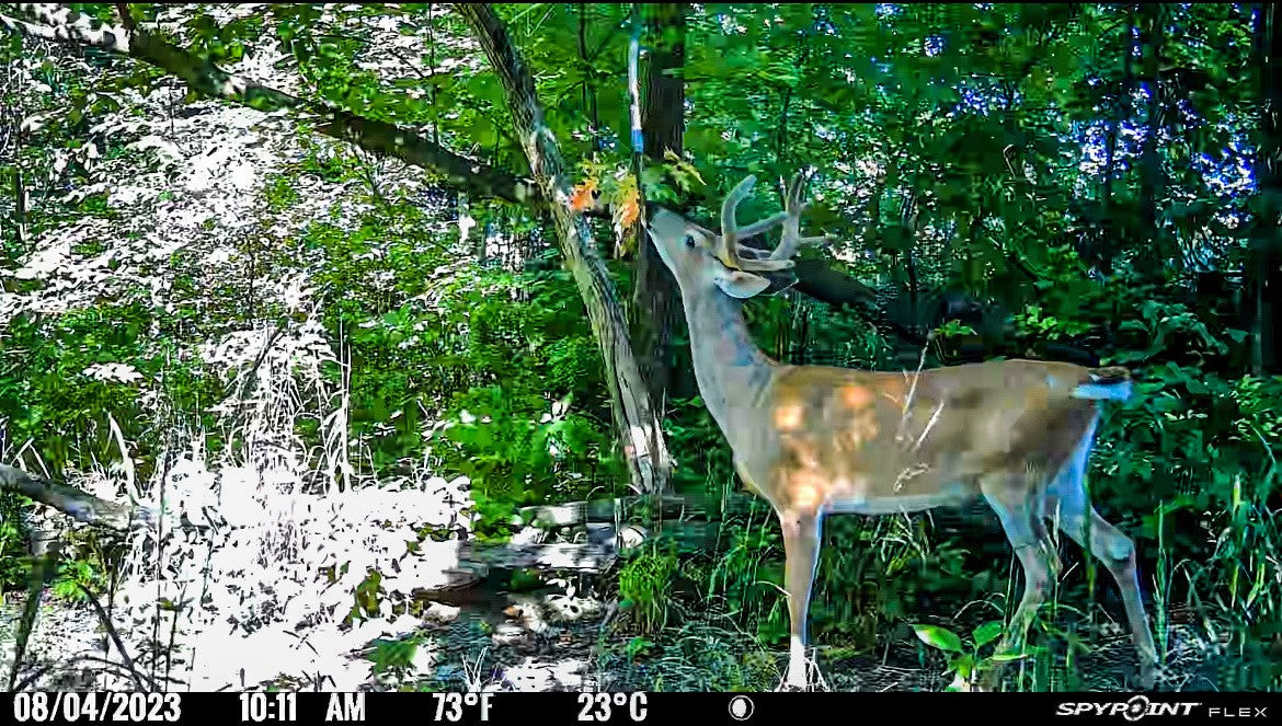 BuckVine w/ 3 Pack of Glands
